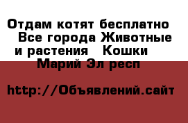 Отдам котят бесплатно  - Все города Животные и растения » Кошки   . Марий Эл респ.